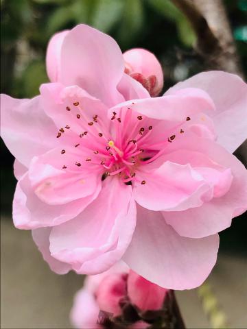 春を感じるピンクのお花 注目の空の写真 ウェザーニュース