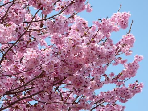 春を感じるピンクのお花 注目の空の写真 ウェザーニュース
