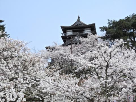 桜とお城のコラボ 注目の空の写真 ウェザーニュース