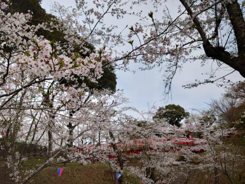 チョコミント さんの小見川城山公園さくらリポート さくらch ウェザーニュース