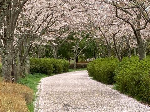 桜の絨毯 注目の空の写真 ウェザーニュース