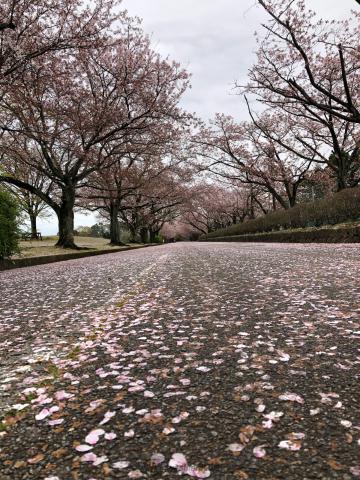 桜の絨毯 注目の空の写真 ウェザーニュース