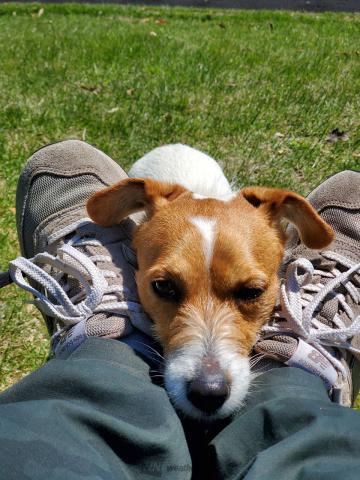 犬たちで感じる季節感 注目の空の写真 ウェザーニュース