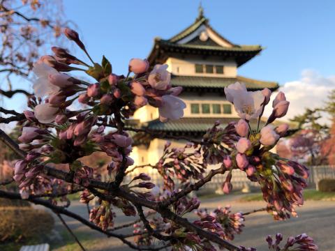 弘前公園の桜。昨日...