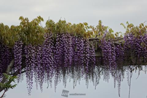 綺麗に垂れ下がる藤の花 注目の空の写真 ウェザーニュース