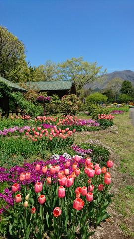 青空に映える春の花 注目の空の写真 ウェザーニュース