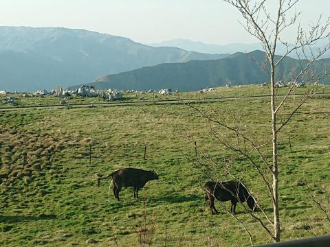 四国カルストの牛🐮