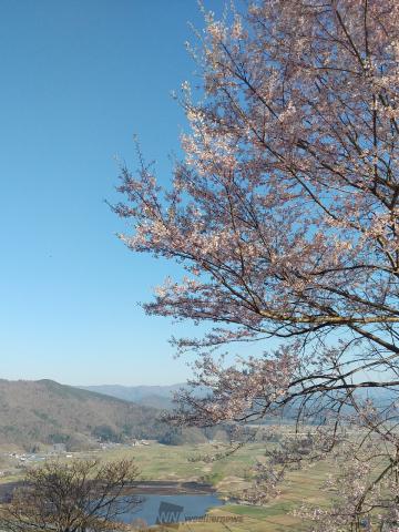湖と桜🌸