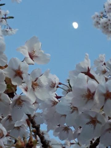 お月さまと桜🌸風...