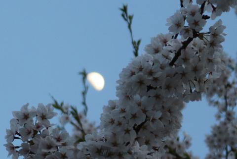 桜とお月様。撮影...