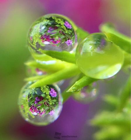 草花に滴る雨雫 注目の空の写真 ウェザーニュース