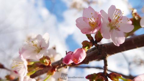 桜絶景写真館 注目の空の写真 ウェザーニュース