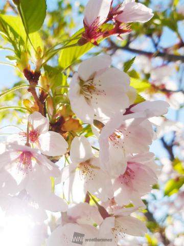 桜絶景写真館 注目の空の写真 ウェザーニュース