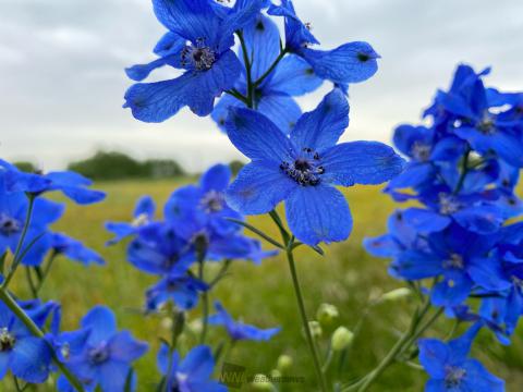 癒しの青い花 注目の空の写真 ウェザーニュース
