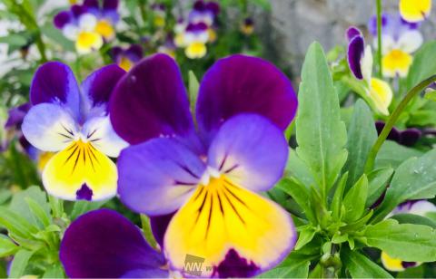 癒しのムラサキの花 注目の空の写真 ウェザーニュース