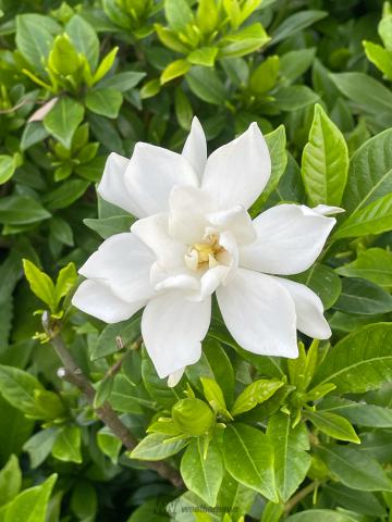 甘い香りのクチナシの花 注目の空の写真 ウェザーニュース