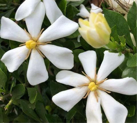 甘い香りのクチナシの花 注目の空の写真 ウェザーニュース