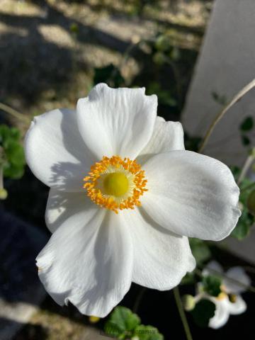 秋明菊真っ白な花...