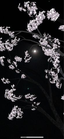月夜に満開の桜です...