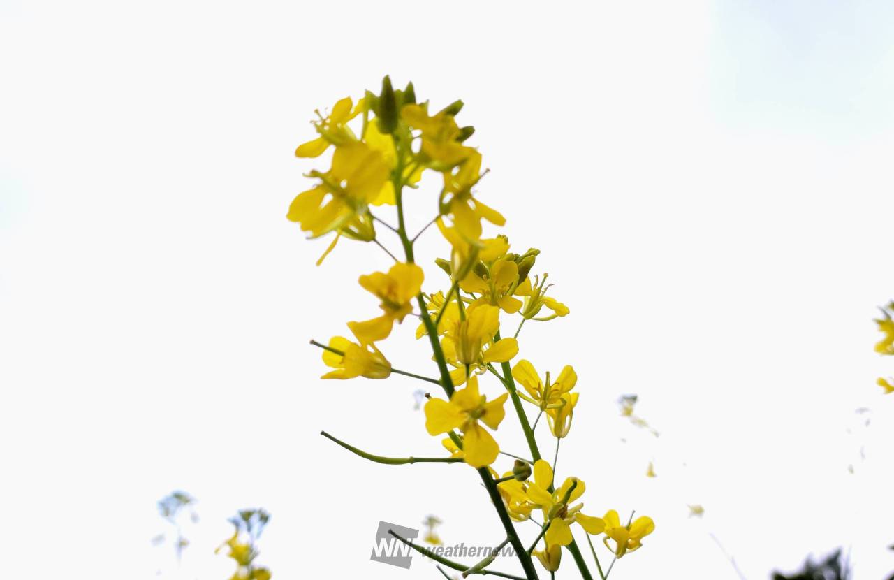菜の花 | taisyou1254のブログ