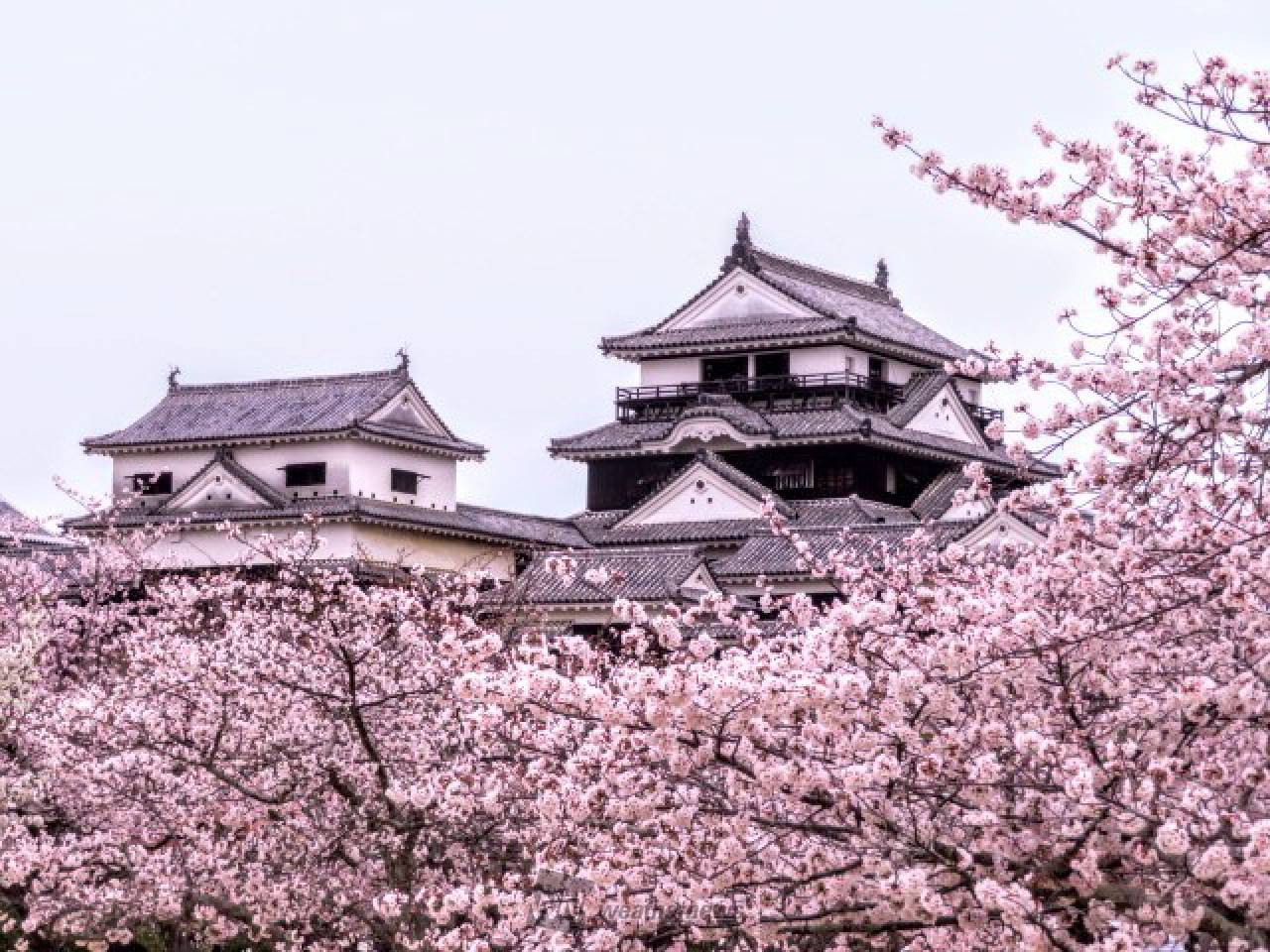 松山城内の桜も、見...