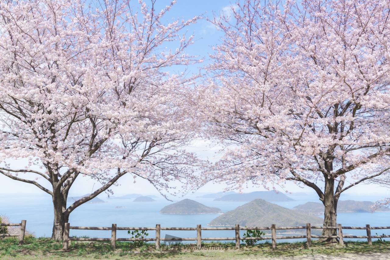 紫雲出山の第２駐車場 瀬戸内海と桜のコラ | 香川県三豊市 | まろ