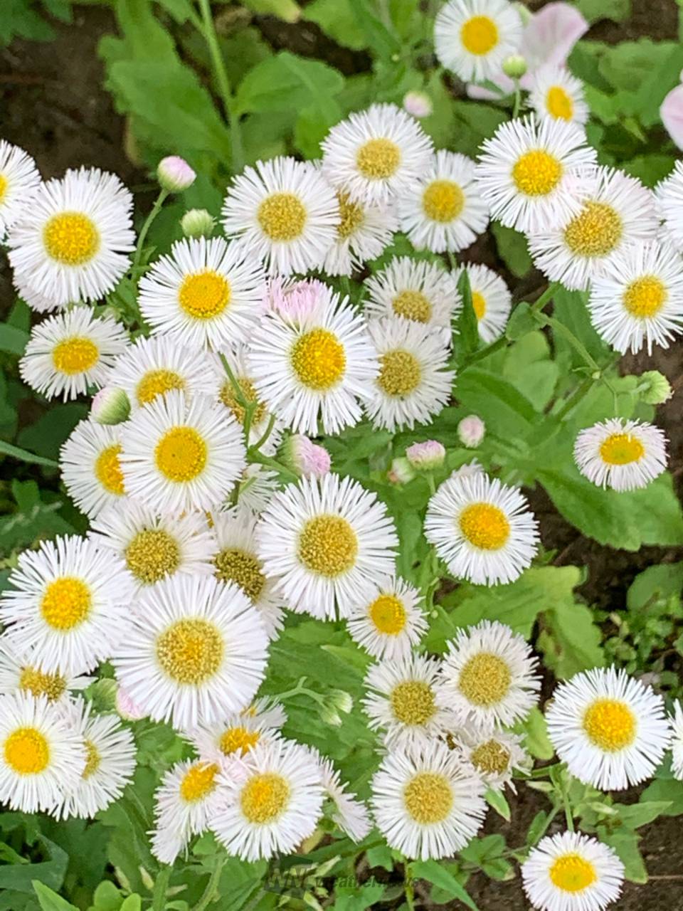 身近な春の野草 注目の空の写真 ウェザーニュース