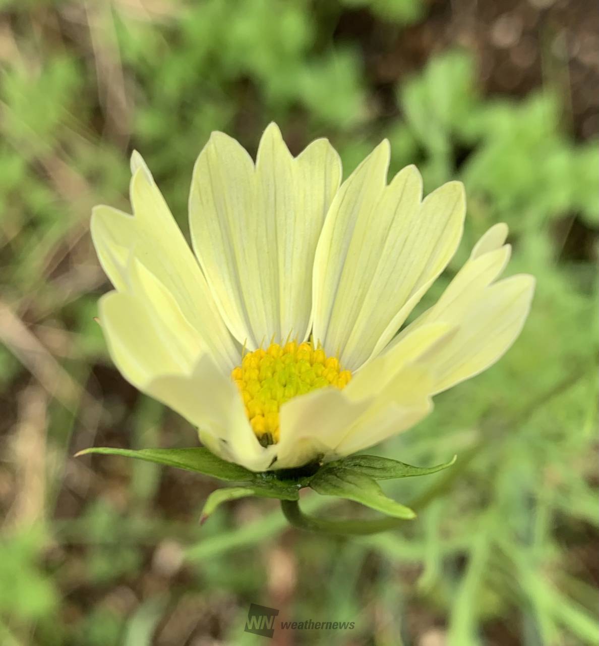 遅咲きコスモスさんの黄色さん🌼🌿 お星様 | 神奈川県相模原市緑区