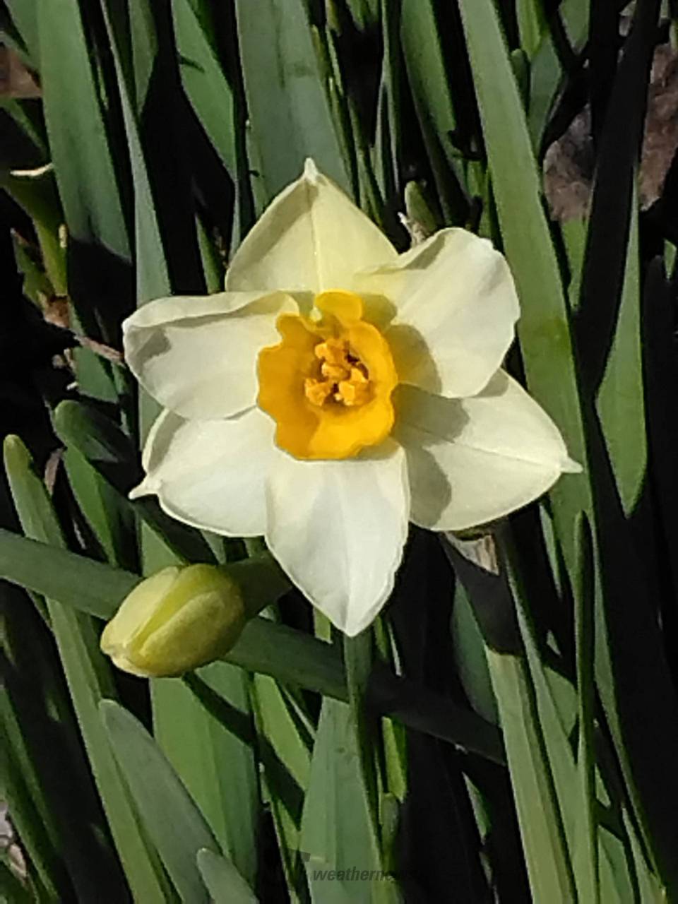  Apple、5億台目のiPhoneをひっそりと販売