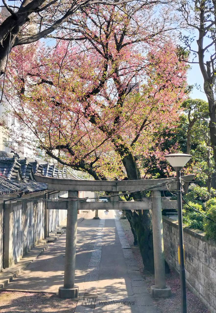 単品購入可 リバーシブル 横段に葡萄柄 籠目に桜の花柄の袋帯です