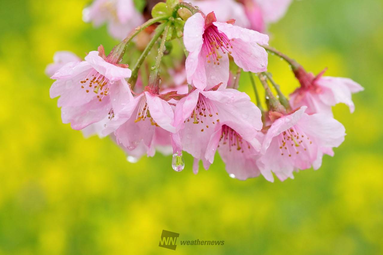 雨の中、河津桜を撮...