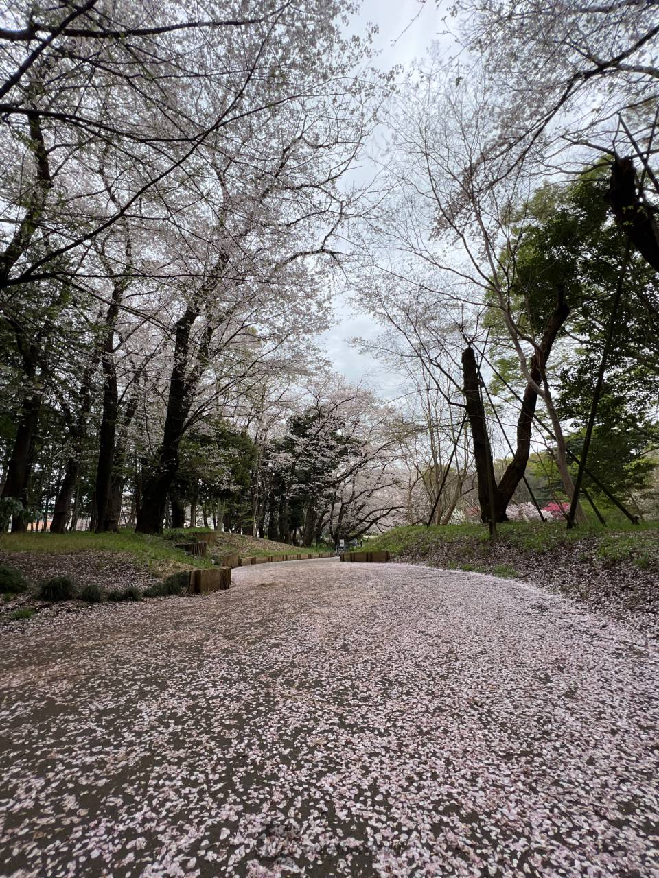 砧公園の桜坂🌸