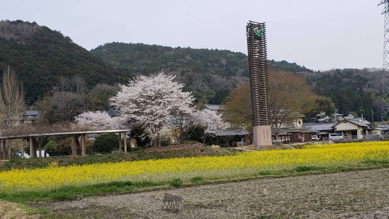 久米南道の駅 満開の菜の花畑と桜 今年は 岡山県久米郡久米南町 岡山県久米郡久米南町の空 ウェザーニュース