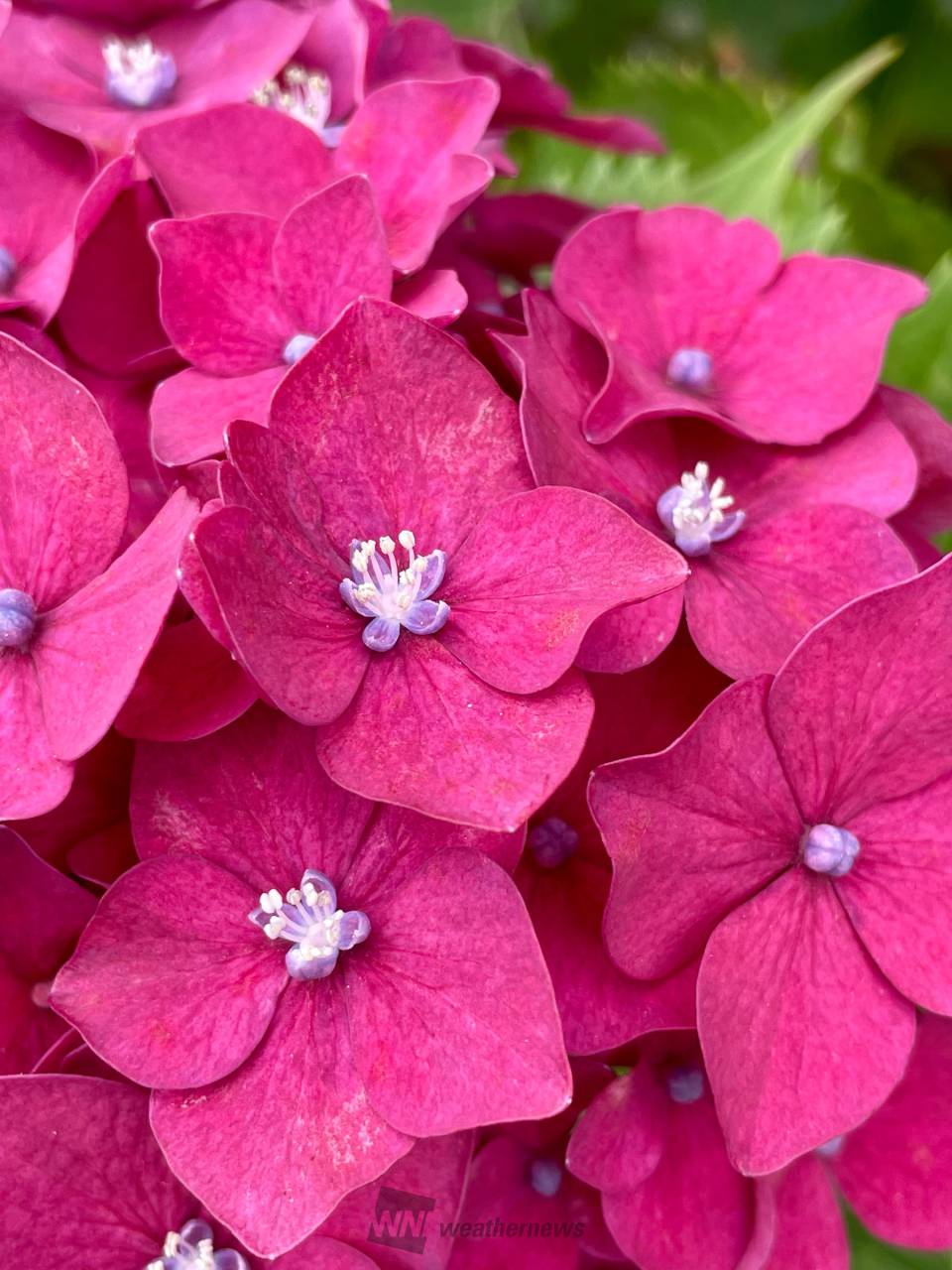 真花も咲いています ガクと真花の色の組み 東京都世田谷区 夕虹 ウェザーニュース