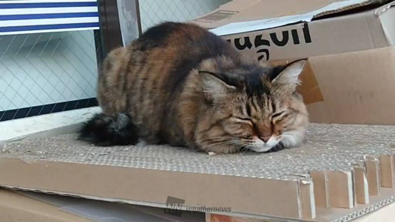 朝イチリポート 今日のニャンコ🐱 近 埼玉県越谷市 やましん ウェザーニュース
