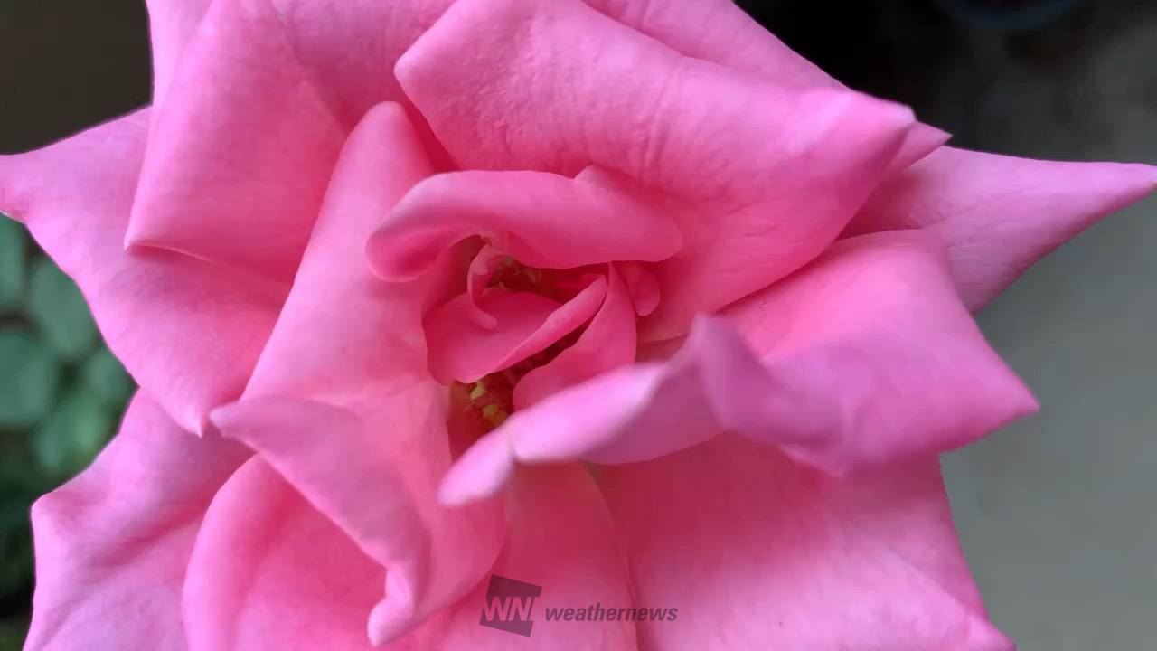 今朝の薔薇「プリンセス・マーガレット・オ 愛知県豊橋市 飛行船のまさちゃん ウェザーニュース