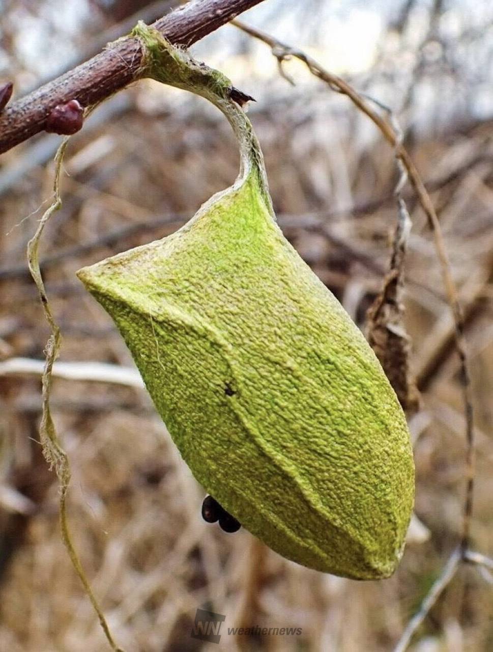 ウスタビガの繭］ ウスタビガは漢字では | 茨城県牛久市 | kyu-chan