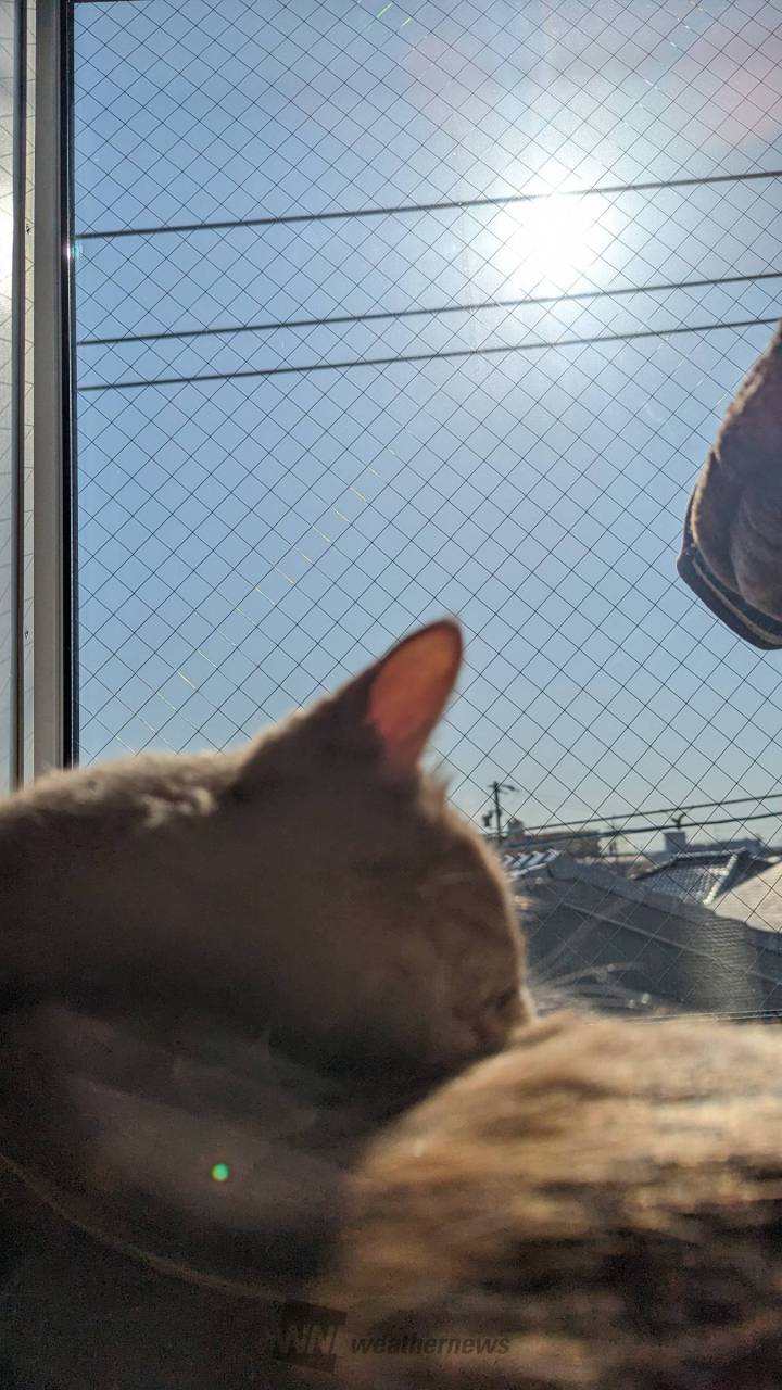 猫と太陽と青空...