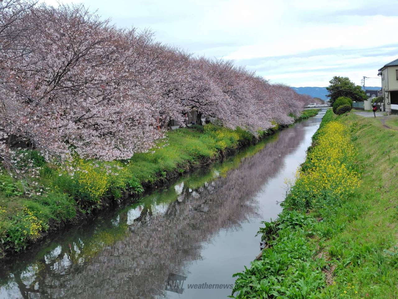 沼川沿いの桜がもうすぐ満開になりそうです 静岡県沼津市 小枝 ウェザーニュース