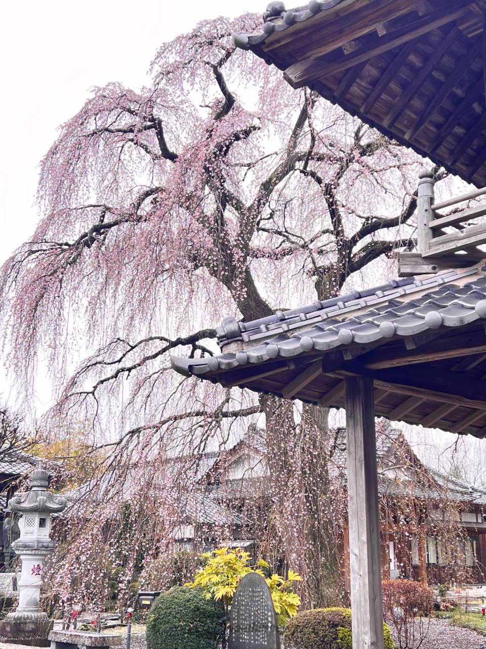 こんにちは。 那珂市阿弥陀寺はどんより曇 茨城県那珂市 ANJI🌹 ウェザーニュース
