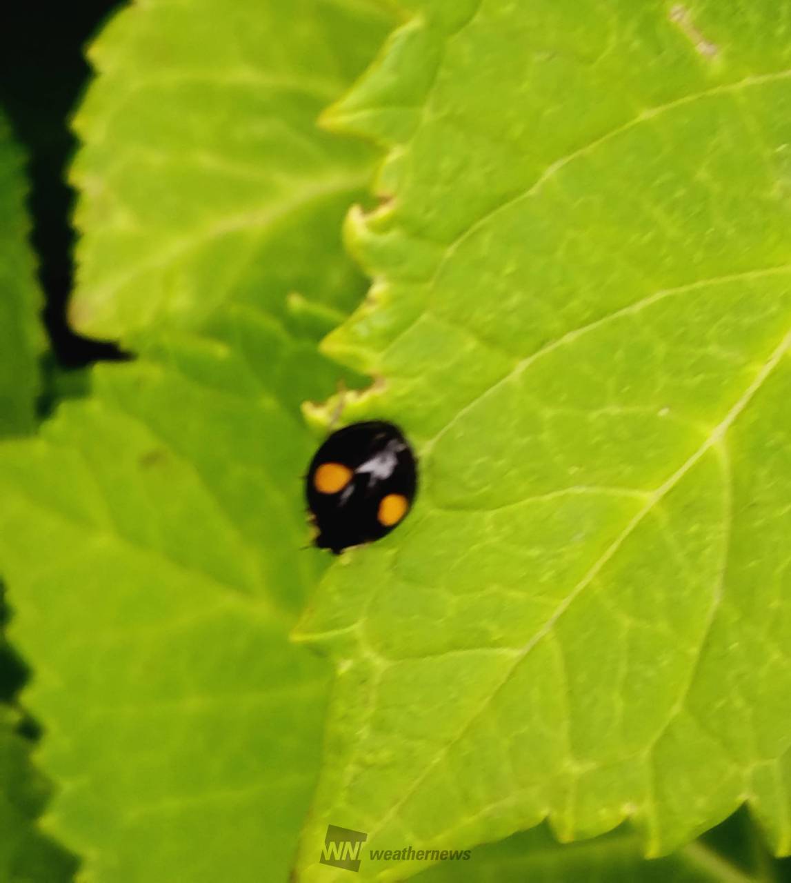 紫陽花の葉🌿 てんとう虫🐞 2つ星🐞 | 東京都練馬区 | -yuki 