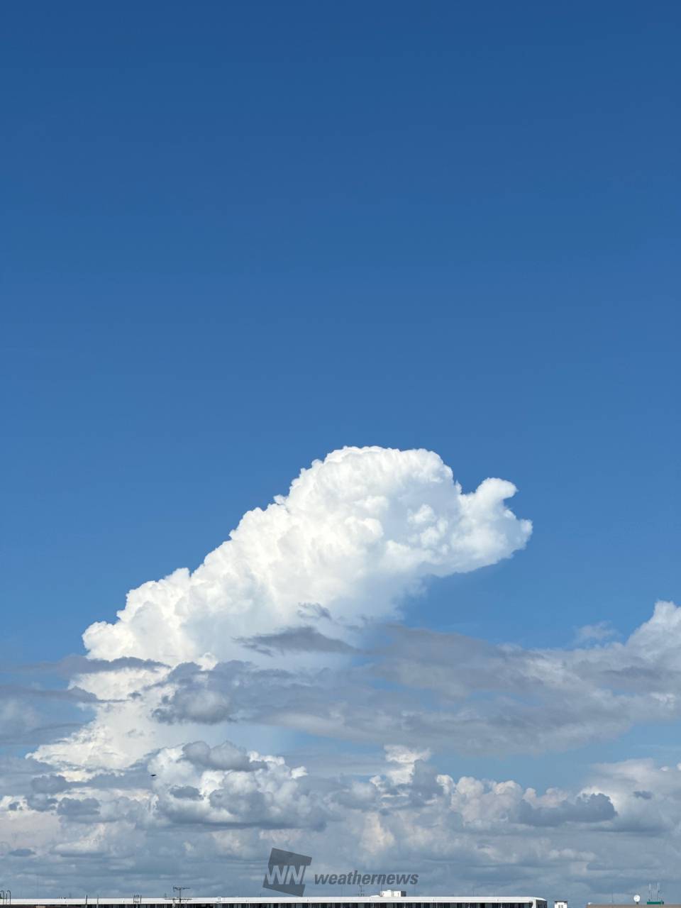 青空に真っ白なもくもく雲を見るのは好きで | 千葉県浦安市 | ウラベアー | ウェザーニュース