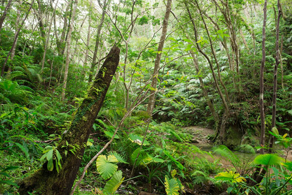 沖縄・やんばるの森