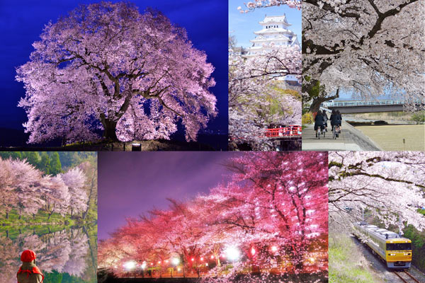 ウェザーリポーター投稿フォト 桜満開！ とびきり20選 - 月刊SORA