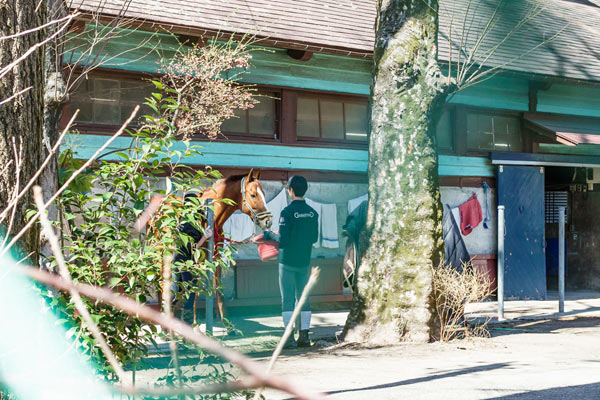 東京の真ん中で馬が見られる！