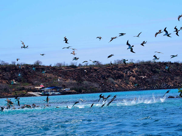 海にダイブするアオアシカツオドリ
