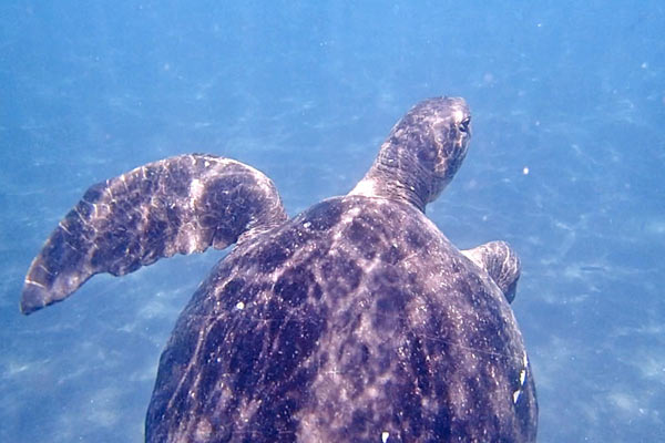 ウミガメと泳ぐ！