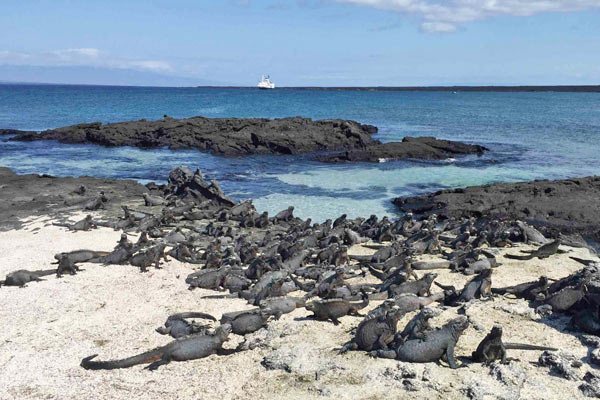 ウミイグアナの群れ