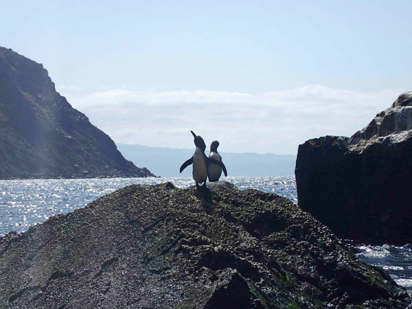 赤道直下なのにペンギンが！