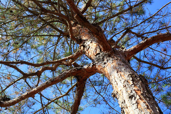 松茸は共生の相手を失ってしまった